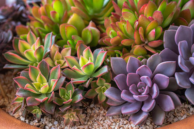 High angle view of succulent plant