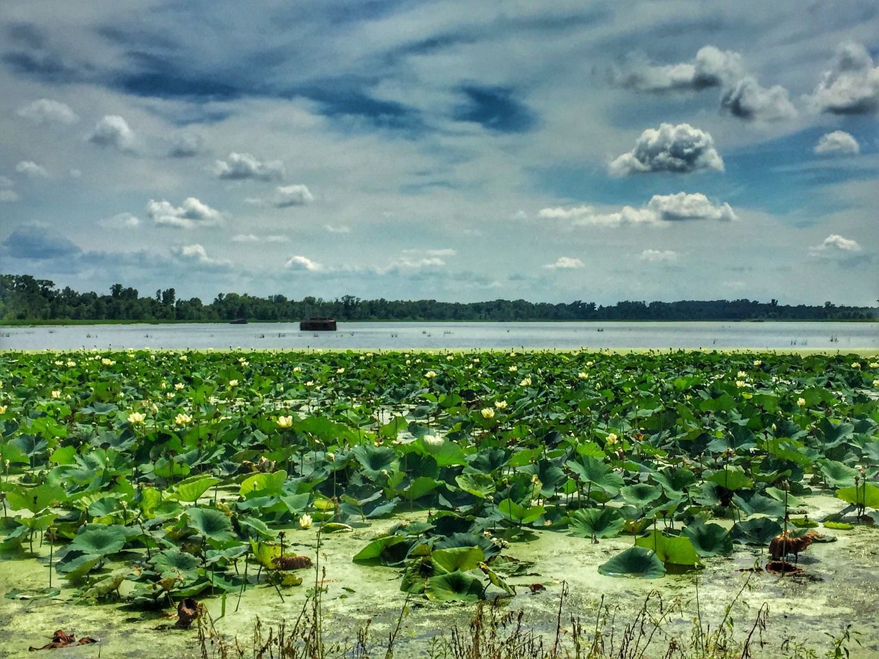 sky, tranquil scene, tranquility, scenics, water, growth, cloud - sky, beauty in nature, nature, green color, cloud, plant, non-urban scene, distant, day, summer, tourism, vacations, calm, vibrant color, sea, outdoors, majestic