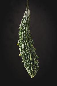 Close-up of leaf against black background