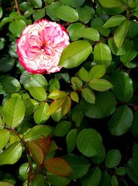 Close-up of pink rose