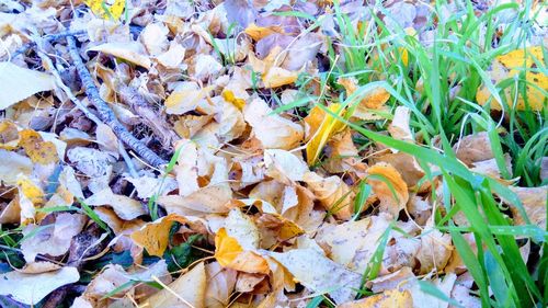 Full frame shot of dry leaves on field