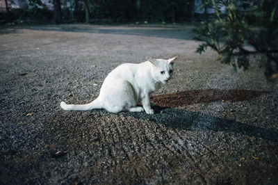 Portrait of white cat