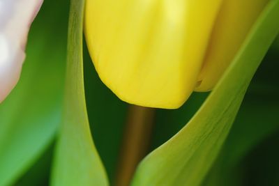 Close-up of yellow flower