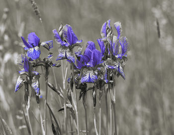 Close-up of purple flowering plant on field