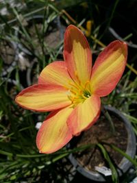 Close-up of day lily blooming outdoors
