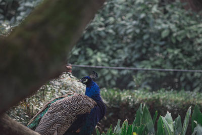 Close-up of peacock