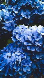 Close-up of blue hydrangea flowers