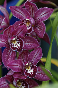 Close-up of flowers blooming outdoors