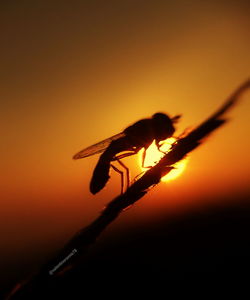 Close-up of silhouette insect against orange sky