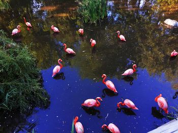 View of koi carps swimming in lake