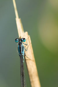 Blue dragonfly