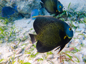 Close-up of fish swimming in sea