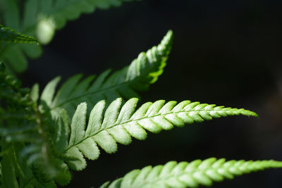 Close-up of fern leaves