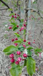 Close-up of red flowering plant