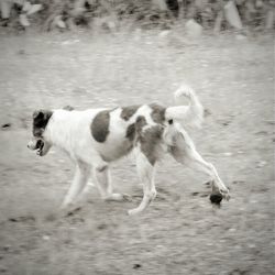 Close-up of dog