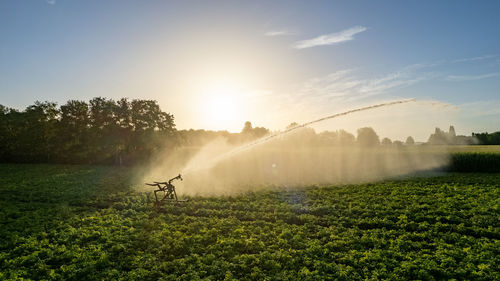 Aerial view shot by a drone of a sprinkler that is irrigating an agrarian crop field in the summer