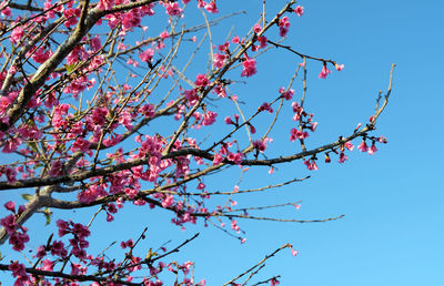 Low angle view of cherry blossoms against blue sky