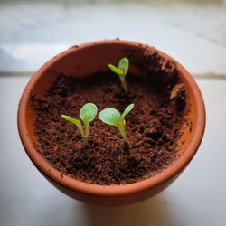 High angle view of potted plant