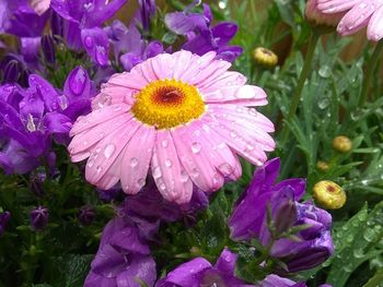 Close-up of wet pink flower