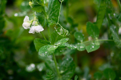 Close-up of raindrops on leaves