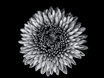 Close-up of white flower against black background