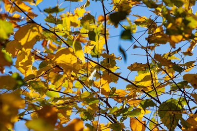 Low angle view of yellow maple leaves against sky