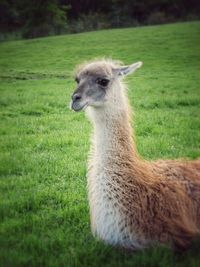 Animal grazing on grassy field