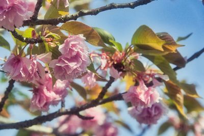 Low angle view of pink cherry blossom