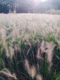 Plants growing on field