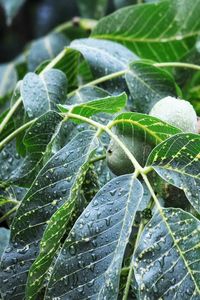 Close-up of green leaves