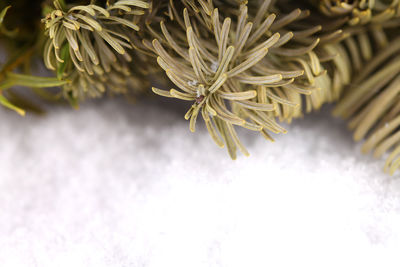 Close-up of pine tree