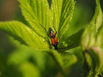 Close-up of insect on leaf