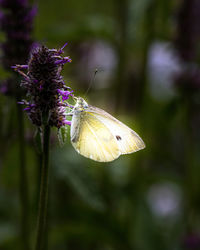 Close-up of butterfly on purple flower