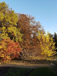 Trees in park against clear sky during autumn