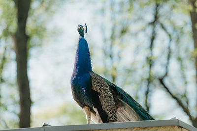 Close-up of peacock