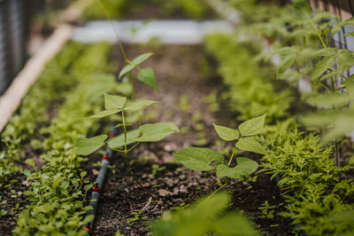 Close-up of plant fields in permaculture farm