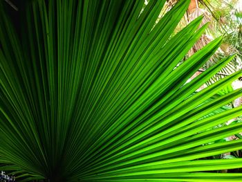 Close-up of palm tree leaves