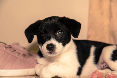 Close-up portrait of dog looking at home