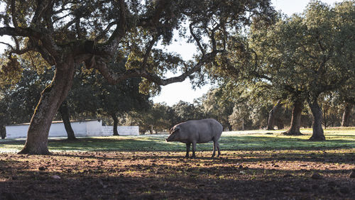 View of a horse on field