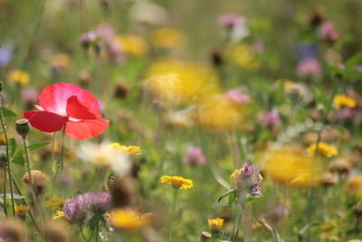 Close-up of flowering plant on field