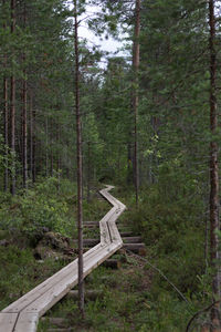 Trees in forest