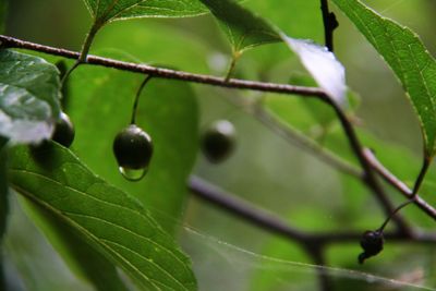 Close-up of wet plant