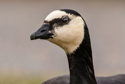 Close-up of a barnacle goose looking away