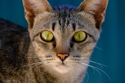 Close-up portrait of cat