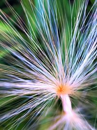 Close-up of dandelion on field