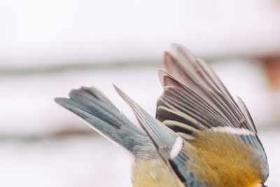 Close-up of bird against the sky