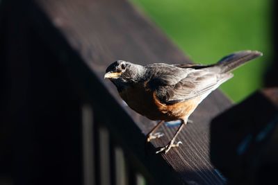 Close-up of bird perching on railing