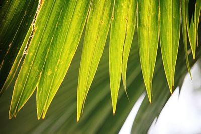 Close-up of palm leaves