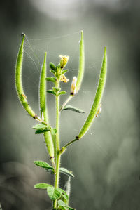 Close-up of plant