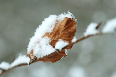 Close-up of snow on leaf